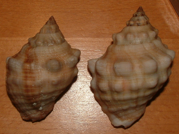 Stramonita haemastoma f. consul